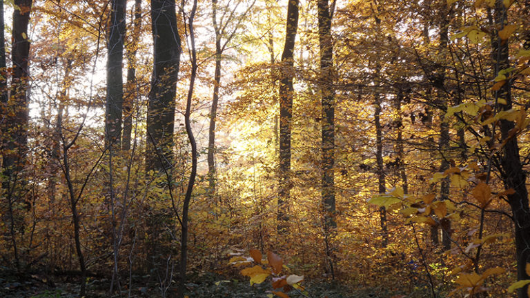 Herbststimmung am Brennenden Berg