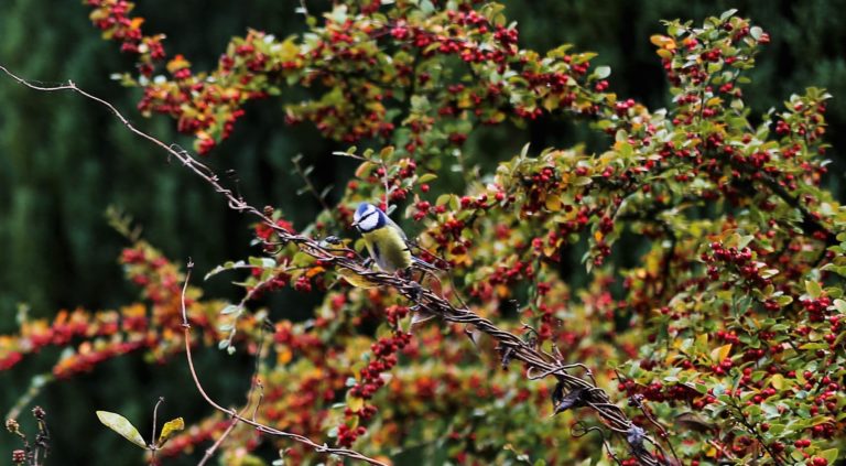 Blaumeise im Beerenstrauch