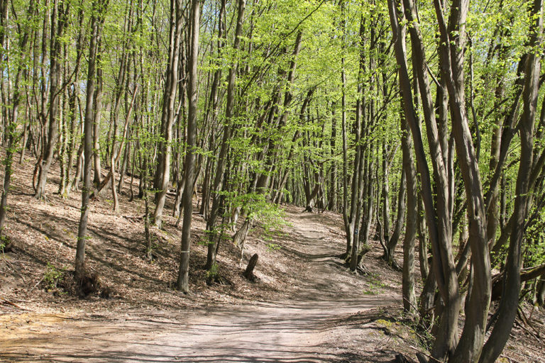 Blieskastel: „Quer Wald ein“