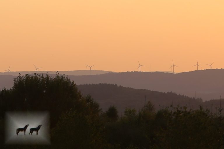 Die mit den Wölfen heulen