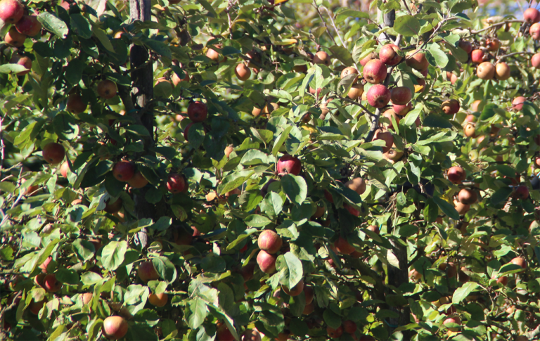 Streuobstäpfel für den Bliesgau-Apfelsaft gesucht