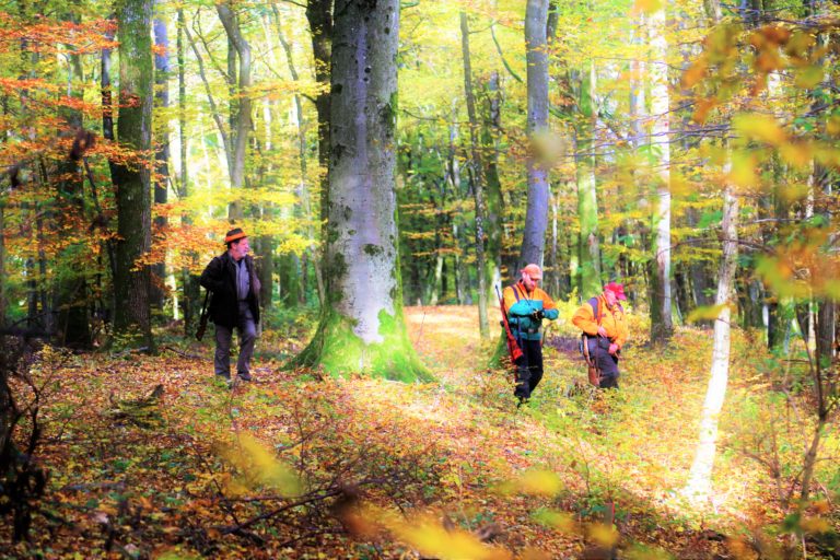 Hubertusjagd im Saarländischen Hochwald in Wadern