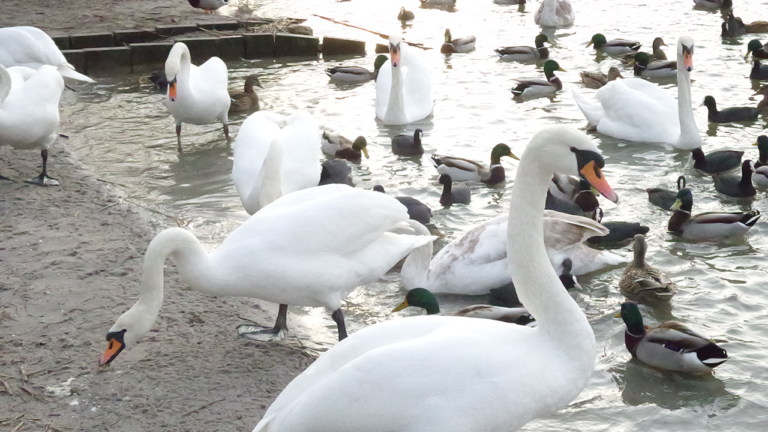 Im Saarland noch kein Fall von Vogelgrippe aufgetreten – Stallpflicht gilt in ausgewiesenen Risikogebieten