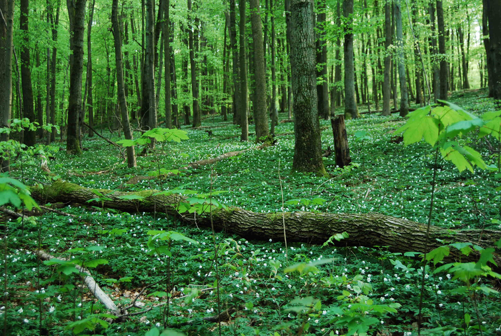 25. November: Von Heusweiler-Holz in den Urwald