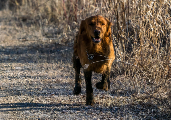 Fahrradunfall durch freilaufenden Hund in Niederlinxweiler