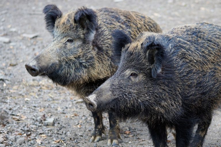 Wannsee: Wildschwein von Qualen erlöst