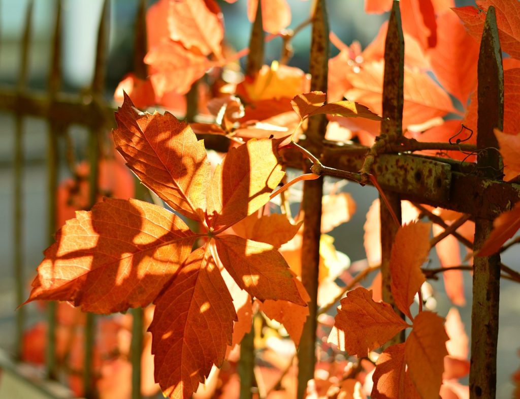 Gehwege und Straßen rechtzeitig vom Herbstlaub befreien