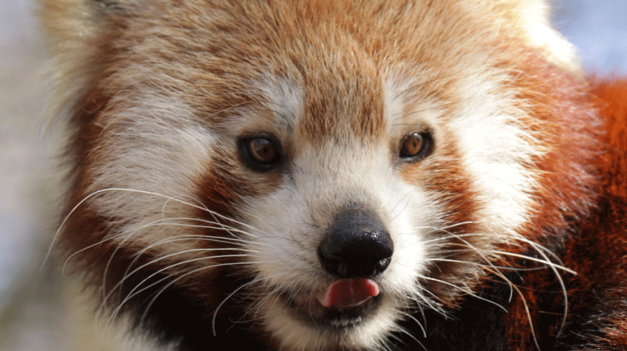 Saarbrücker Zoo bietet weihnachtliche Führung an Heiligabend an