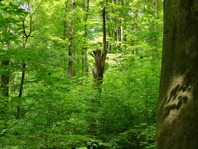 Waldbestand in dem als Urwald geplanten Teil des Stadtwaldes