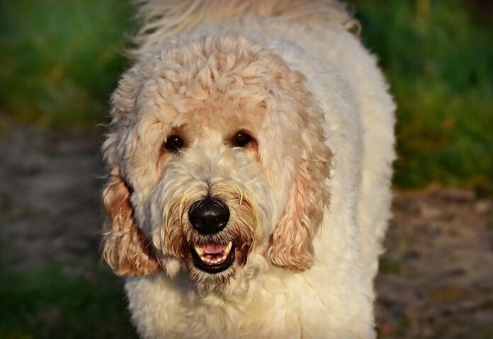 Labradoodle beschädigt vorbeifahrenden Linienbus