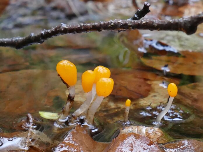 Sumpf-Haubenpilz, Pilz des Jahres 2023 Foto: Roger Weis