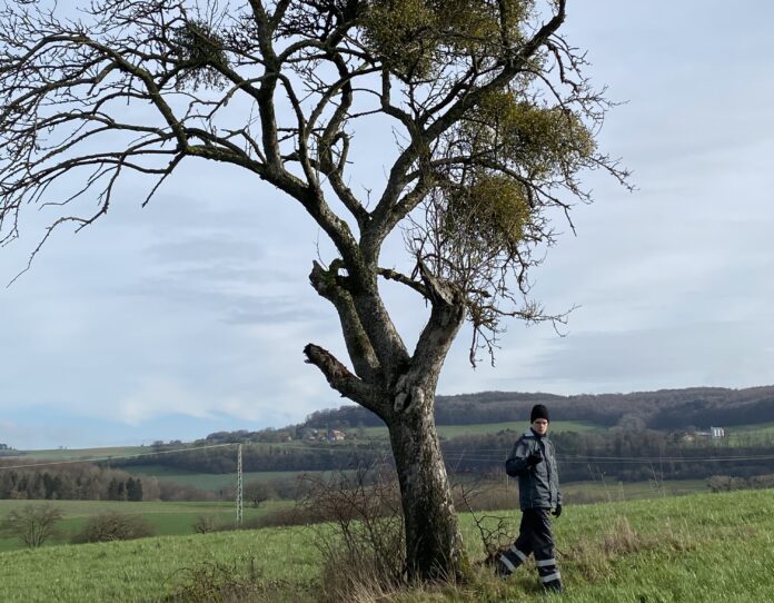 FÖJ’ler Tim Hülshoff kartiert mit einem GPS-Gerät den Mistelbefall Foto. © Dirk Hussung