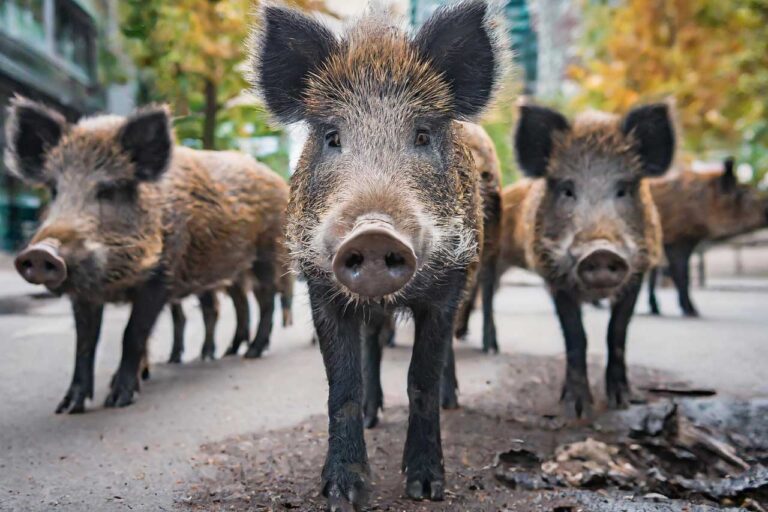 FDP Saarbrücken lädt zu Dialog über Wildtiermanagement im urbanen Raum ein