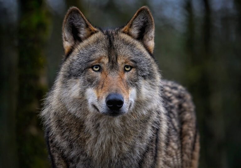 Wolfssichtung in Eiweiler bestätigt: Dritter C1-Nachweis im Saarland