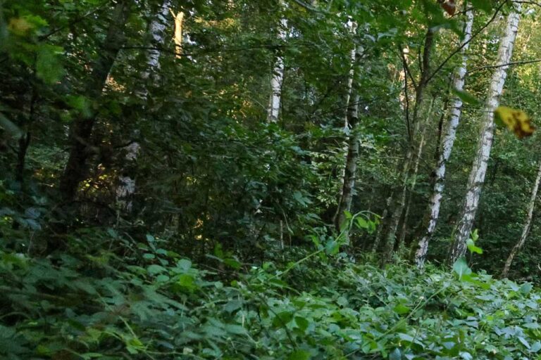 Evangelische Kirchengemeinde lädt zur Pilgerwanderung durch den Saarbrücker Urwald ein