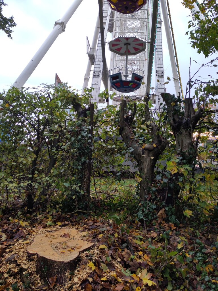 Grüne fordern Aufklärung zur Baumfällung bei Kirmes in St. Wendel