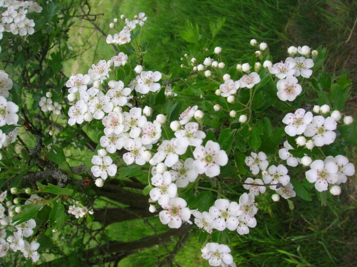 Weißdornblüte, NABU Neumünster